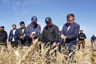 В Акмолинской области уборочная кампания в активной фазе
