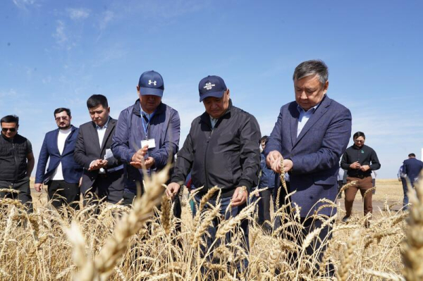 В Акмолинской области уборочная кампания в активной фазе