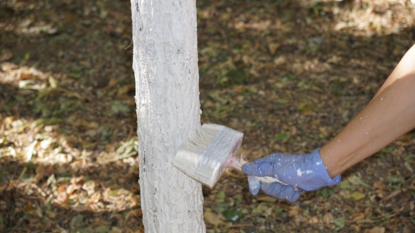 «Таза Қазақстан»: в Ордабасинском районе вывезли 15 тонн отходов