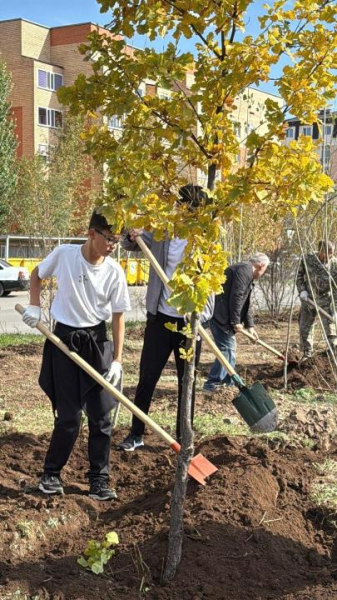В Астане в жилом массиве Пригородный высадили более 700 деревьев В Астане в жилом массиве Пригородный высадили более 700 деревьев