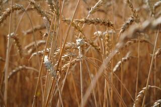 Акмолинские аграрии собрали рекордных 5 миллионов тонн зерна Акмолинские аграрии собрали рекордных 5 миллионов тонн зерна