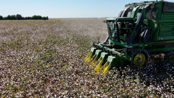 Хлопковые поля Туркестанской области дали исключительный урожай