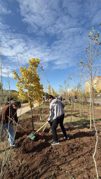 В Астане в жилом массиве Пригородный высадили более 700 деревьев В Астане в жилом массиве Пригородный высадили более 700 деревьев