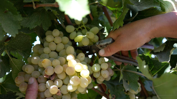 Хлопковые поля Туркестанской области дали исключительный урожай Хлопковые поля Туркестанской области дали исключительный урожай