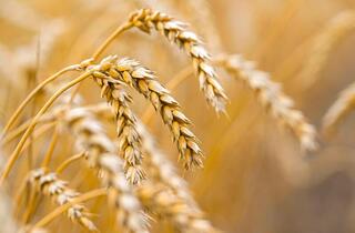 Глава государства ознакомился с ходом уборочной кампании в Акмолинской области