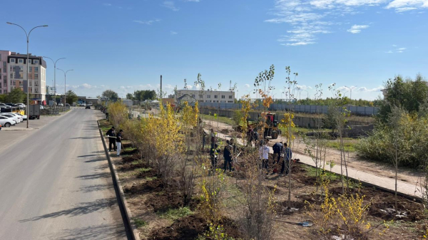 В Астане в жилом массиве Пригородный высадили более 700 деревьев В Астане в жилом массиве Пригородный высадили более 700 деревьев