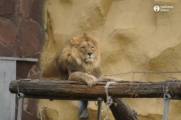 Тамандуа, туканы и бинтуронги: какие редкие животные появятся в зоопарке Алматы и какие уже появились. Фоторепортаж Informburo.kz
 
Тамандуа, туканы и бинтуронги: какие редкие животные появятся в зоопарке Алматы и какие уже появились. Фоторепортаж Informburo.kz