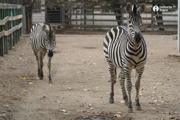Тамандуа, туканы и бинтуронги: какие редкие животные появятся в зоопарке Алматы и какие уже появились. Фоторепортаж Informburo.kz
 
Тамандуа, туканы и бинтуронги: какие редкие животные появятся в зоопарке Алматы и какие уже появились. Фоторепортаж Informburo.kz