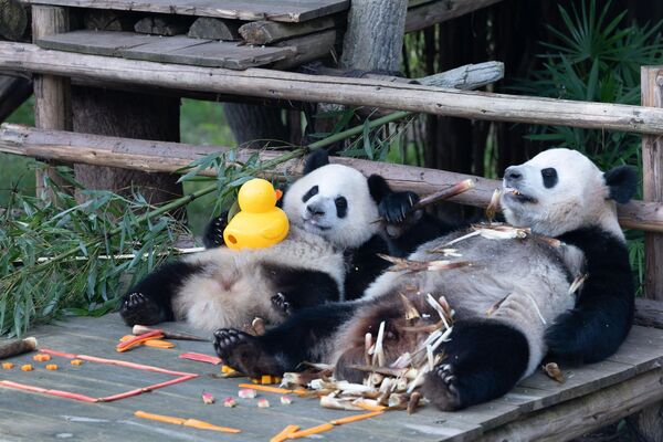 "Терминатор" на страже климата и гламурное хулиганство: самые яркие фотоновости "Терминатор" на страже климата и гламурное хулиганство: самые яркие фотоновости