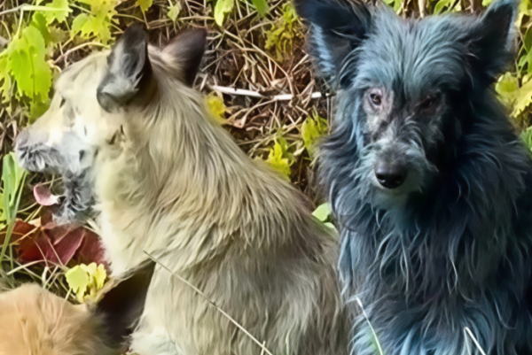 Собак синего цвета сняли волонтеры в Чернобыле
 Собак синего цвета сняли волонтеры в Чернобыле