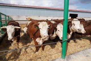 Есильский район: цифровые поля, высокая урожайность и новые возможности Есильский район: цифровые поля, высокая урожайность и новые возможности