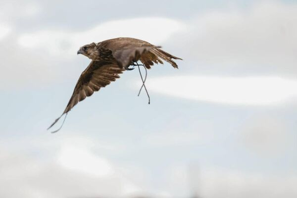 Международный фестиваль беркутчи состоялся в Восточно-Казахстанской области