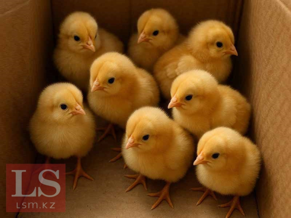 Венгрия закупает в Казахстане косметику, а продает цыплят и шоколад Венгрия закупает в Казахстане косметику, а продает цыплят и шоколад