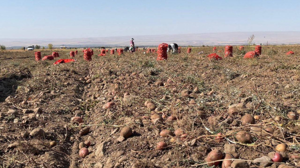 В Жамбылской области собрали высокий урожай В Жамбылской области собрали высокий урожай