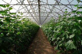 Аким области посетил предприятие «Органико» в Есильском районе Аким области посетил предприятие «Органико» в Есильском районе