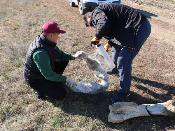 
Останки мамонта, жившего около 40 тысяч лет назад, нашли в Акмолинской области
