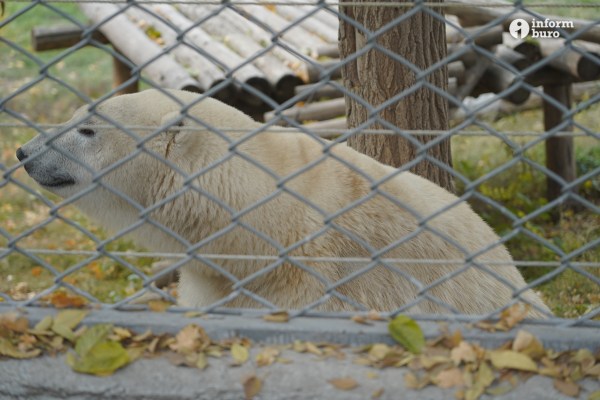 Тамандуа, туканы и бинтуронги: какие редкие животные появятся в зоопарке Алматы и какие уже появились. Фоторепортаж Informburo.kz
 
Тамандуа, туканы и бинтуронги: какие редкие животные появятся в зоопарке Алматы и какие уже появились. Фоторепортаж Informburo.kz