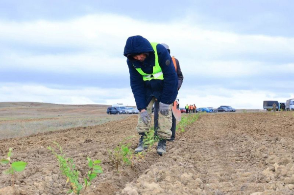 В Карагандинской области стартовала осенняя кампания по озеленению В Карагандинской области стартовала осенняя кампания по озеленению