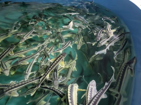 В Костанае выращивают осетровых по современным экологическим технологиям В Костанае выращивают осетровых по современным экологическим технологиям