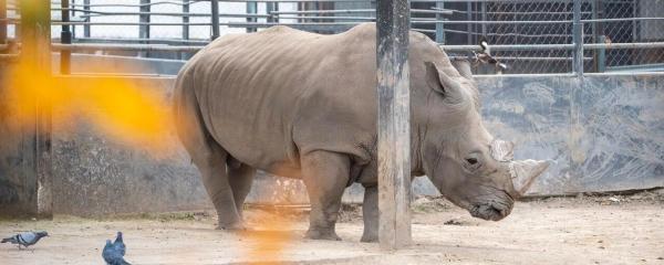 Бэби-бум: почти 90 животных появились на свет в Алматинском зоопарке с начала года