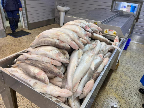 Аралский регион возвращает статус центра рыбной промышленности Казахстана Аралский регион возвращает статус центра рыбной промышленности Казахстана