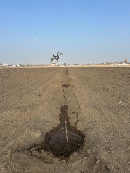 В Алматы началась реализация проекта по восстановлению сорта яблони Апорт В Алматы началась реализация проекта по восстановлению сорта яблони Апорт