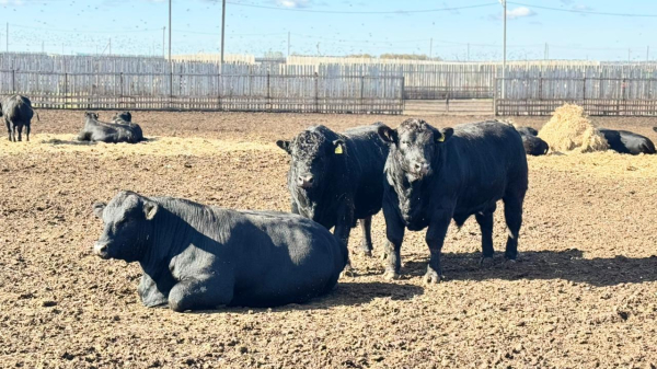 Костанайская область — центр инноваций АПК