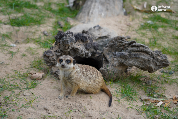 Тамандуа, туканы и бинтуронги: какие редкие животные появятся в зоопарке Алматы и какие уже появились. Фоторепортаж Informburo.kz
 
Тамандуа, туканы и бинтуронги: какие редкие животные появятся в зоопарке Алматы и какие уже появились. Фоторепортаж Informburo.kz