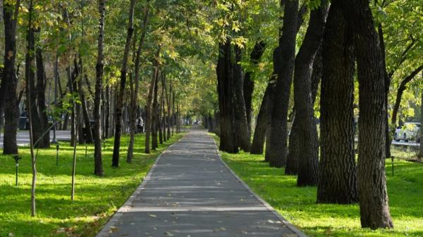 Газонов станет меньше в Алматы: где от них откажутся и чем заменят