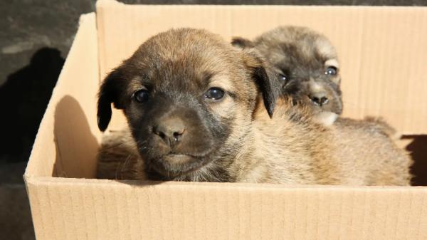 Оставил щенков в пакете на дороге: жителя Семея нашли и наказали
Оставил щенков в пакете на дороге: жителя Семея нашли и наказали