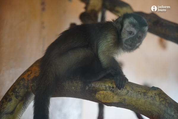 Тамандуа, туканы и бинтуронги: какие редкие животные появятся в зоопарке Алматы и какие уже появились. Фоторепортаж Informburo.kz
 
Тамандуа, туканы и бинтуронги: какие редкие животные появятся в зоопарке Алматы и какие уже появились. Фоторепортаж Informburo.kz