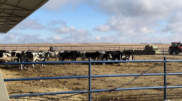 В Зерендинском районе завершается строительство новой молочной фермы В Зерендинском районе завершается строительство новой молочной фермы