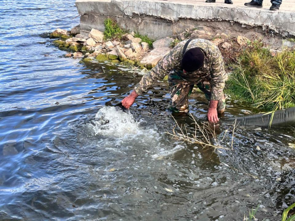 500 тысяч мальков выпустят в реку Есиль в рамках госпрограммы 500 тысяч мальков выпустят в реку Есиль в рамках госпрограммы