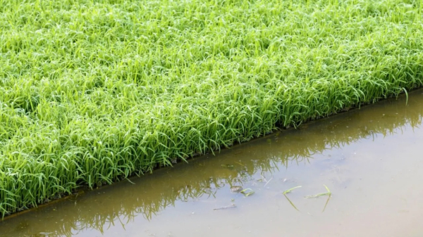 В Казахстане улучшено орошение 95 тысяч гектаров сельхозземель