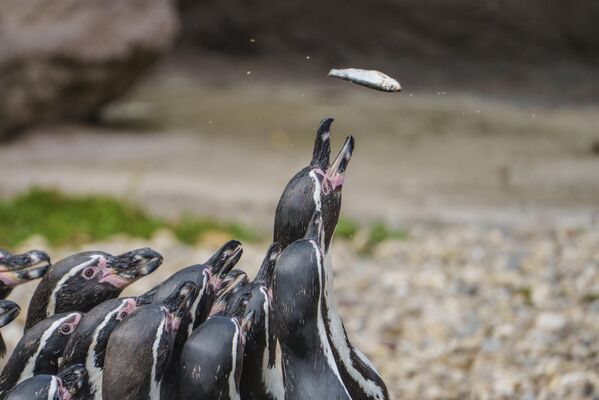 "Терминатор" на страже климата и гламурное хулиганство: самые яркие фотоновости "Терминатор" на страже климата и гламурное хулиганство: самые яркие фотоновости