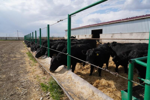 Есильский район: цифровые поля, высокая урожайность и новые возможности Есильский район: цифровые поля, высокая урожайность и новые возможности