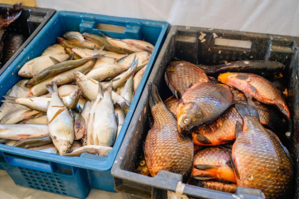 В столице представили более 800 тонн продукции на сельхозярмарке В столице представили более 800 тонн продукции на сельхозярмарке