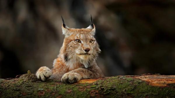 Туркестанская рысь с детёнышем попала в фотоловушки в Алтын-Эмеле
 
Туркестанская рысь с детёнышем попала в фотоловушки в Алтын-Эмеле