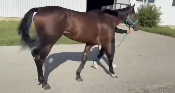 Депутата маслихата подозревают в хищении бюджетных средств на востоке Казахстана