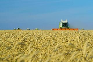 Рекордный урожай в Акмолинской области: собрано 7,1 млн зерновых