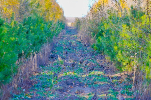 Сотни фазанов выпустили в зеленую зону Астаны 