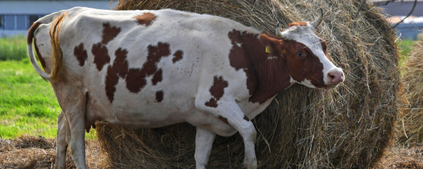 В Казахстане завершилась Национальная сельскохозяйственная перепись В Казахстане завершилась Национальная сельскохозяйственная перепись