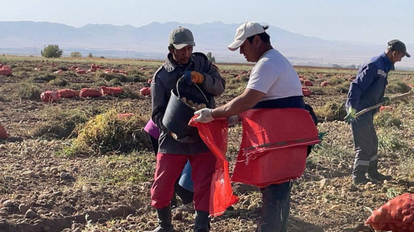 В Жамбылской области собрали высокий урожай В Жамбылской области собрали высокий урожай