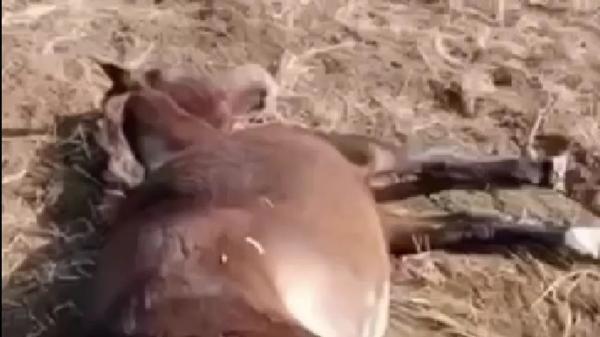 Фермер в Карагандинской области расстрелял 17 лошадей, зашедших на его поле
Фермер в Карагандинской области расстрелял 17 лошадей, зашедших на его поле