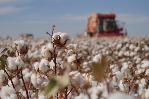 Фестиваль «AQ-DALA» объединил фермеров, переработчиков и аграриев Казахстана