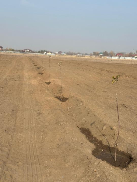 В Алматы началась реализация проекта по восстановлению сорта яблони Апорт В Алматы началась реализация проекта по восстановлению сорта яблони Апорт