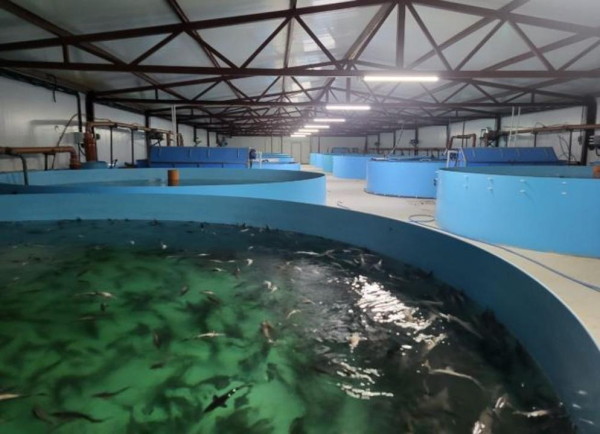 В Костанае выращивают осетровых по современным экологическим технологиям В Костанае выращивают осетровых по современным экологическим технологиям