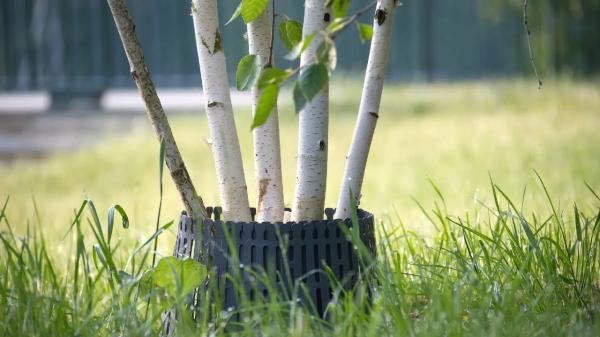 Общегородской субботник объявили в Алматы
Общегородской субботник объявили в Алматы