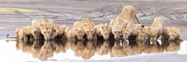 Мистическая комета и сказка о драконе: 20 лучших снимков с конкурса панорамной фотографии  Мистическая комета и сказка о драконе: 20 лучших снимков с конкурса панорамной фотографии