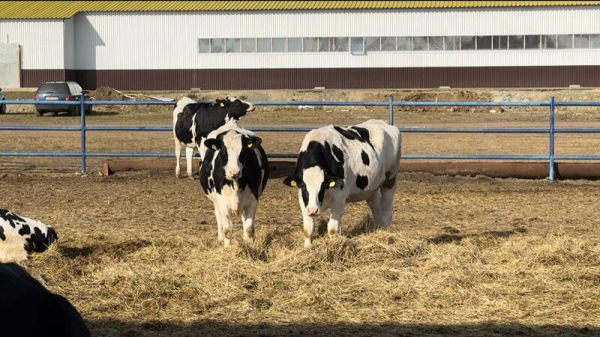 В Зерендинском районе завершается строительство новой молочной фермы В Зерендинском районе завершается строительство новой молочной фермы